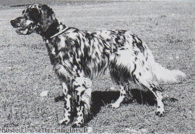 Setter Anglais AMITERNUM COSMO Setter Anglais AMITERNUM COSMO